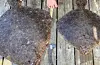 Mest spennande fangst i år, piggvar på 2 og 6 kilo.