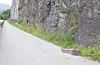Statens vegvesen er på veg for å sjå nærare på fjellsida der desse steinblokkene raste ut tysdag morgon.