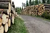 Det er mogleg å auke uttaket av tømmer i åra som kjem, meiner forskarar ved Norsk institutt for bioøkonomi (Nibio).