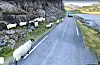 Snøen varer som regel ikkje gjennom heile sommaren. I full sommardrakt er Røldalsvegen ei ettertrakta turistrute.