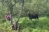 Nærkontakt med skogens konge, i Herheimsdalen søndag 20. juli.