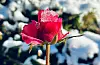 Ei frosen rose.
