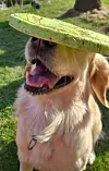 Else speler frisbee.