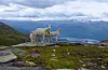 Tidlig fjellbeite i år. Bildet er tatt på Eggjedn 29. mai i år.
