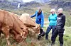 Kyr er faktisk det dyret som har tar flest menneskeliv i Norge. I Sauda har det også vore dramatiske samanstøyt mellom menneske og storfe på fjellbeite. Familien Lofthus sin flokk beiter i Åbødalen og har ikkje vore involvert i slike ulukker, men Karl Gustav Lofthus, dottera May Kristin Lofthus og veterinær Rune Bratås ber folk ha respekt for dei 600-700 kilo tunge dyra.