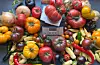Det finst rundt 10 000 ulike tomatsorter å dyrke. Her er eit utval tomater, samt chilitypar, dyrka i Sauda. Den tyngste midt på bildet er på 692 gram. Alle foto i denne artikkelen er frå journalistens eigen dyrkeproduksjon i hagen på Fløgstad.