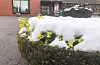 Fersk snø på Bankplassen 9. april.