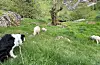 Utval for areal, næring og kultur vedtok tysdag ei utviding av bandtvangen i Sauda . Det er opp til kommunestyret å gjere endeleg vedtak.