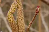 Hassel i blom på Sand 25. februar. Hoblom med rad arrflik og hannrakler med pollen.