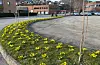 Det er ikkje få påskeliljer Sauda Velforening har planta i Vangnes-området.