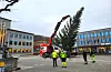 Julegrana blei heist på plass med kran onsdag føremiddag, og på laurdag skal lysa tennast, slik tradisjonen i Sauda er.