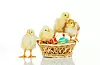 Basket with the Easter eggs and small chickens