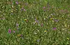 Slåttemark er ein blomsterrik, men trua naturtype. Illustrasjonsfoto.