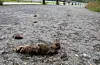 På eit hundre meter lang strekning av gang- og sykkelstien frå kastfossbrua og opp mot Birkeland ligg fleire tital bevis på at ikkje alle hundeeigarar tar seg bryet med å rydda opp etter hunden sin.
