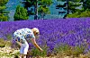 Lavendelåker i Provence.