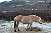 – Eg trur det blir fø til våre, skriv fotografen.