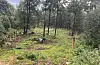 Utsikt fra skulebrua. Hundeparken blir stor og god. Det har blitt lagt ned minst 130 timer med dugnad for å rydde området.