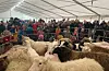 Dyr er alltid spennande. Inne i storteltet på Rådhusplassen var det både kåring av vêrlam, saueklipping og fleire lokale utstillarar.