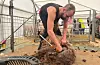 Ole Petter Josdal frå Brimse er til vanleg profesjonell saueklippar hos Fatland og klipper gjerne rundt 400 sauer til dagen. Ein sau har gjerne tre-fire kilo ull.