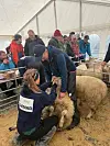 Rogaland sau og geit stilte med to dommarar under vêrlam-kåringa. Hilde Kalleklev Håland og Lars Egil Bakka var godt fornøgd med sauene til Karl Anders Fløgstad. – Sauene hans er veldig bra – som vanleg, sa Håland til Ryfylke.