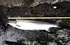 Årets første laks er fanga i saudaelvane. Den blei tatt av Nils Jarle Sandanger, og veigde 6,9 kilo.