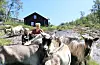 Årets påskereise starta i austleg retning. I fjor sommar var det igjen stølsdrift på Litlastølen ovanfor Hellandsbygd, der familien Fosen frå Vikedal har sett opp nytt stølshus med mjølkestall, ysteri og butikk, til glede for både saudabuar og andre vegfarande.