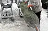 Verken juletrenett eller vedsekker skal kastast i plastinnsamlinga, sjølv om dei er laga av plast.