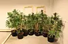 ULOVLEG PLANTASJE: Bildet viser nokre av dei beslaglagte hasjplantene. (Foto: Politiet)