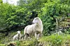 Dagens blinkskot: Nysgjerrige sauer i Fløgstadåsen.