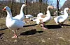 Andedammen familiepark består av mange fuglar og dyr til stor glede for fastbuande besøkande og turistar. Men fleire rovdyrangrep har medført at drivarane av familieparken ønsker å utføre rovdyrsikring for å beskytte dyrelivet.