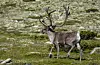Statsforvaltaren vil stoppe gondolbaneprosjektet i Odda, fordi stasjonen på fjelltoppen kan øydeleggja for villreinstammen på Hardangervidda.
