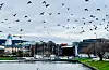 The Birds» i Bergen.